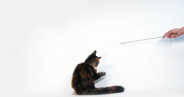 Brown Tortie Blotched Tabby and White Maine Coon Domestic Cat, Female playing White Background, alt