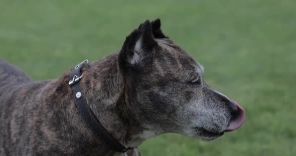 A Pit Bull Dog is Walking in the Yard of His House