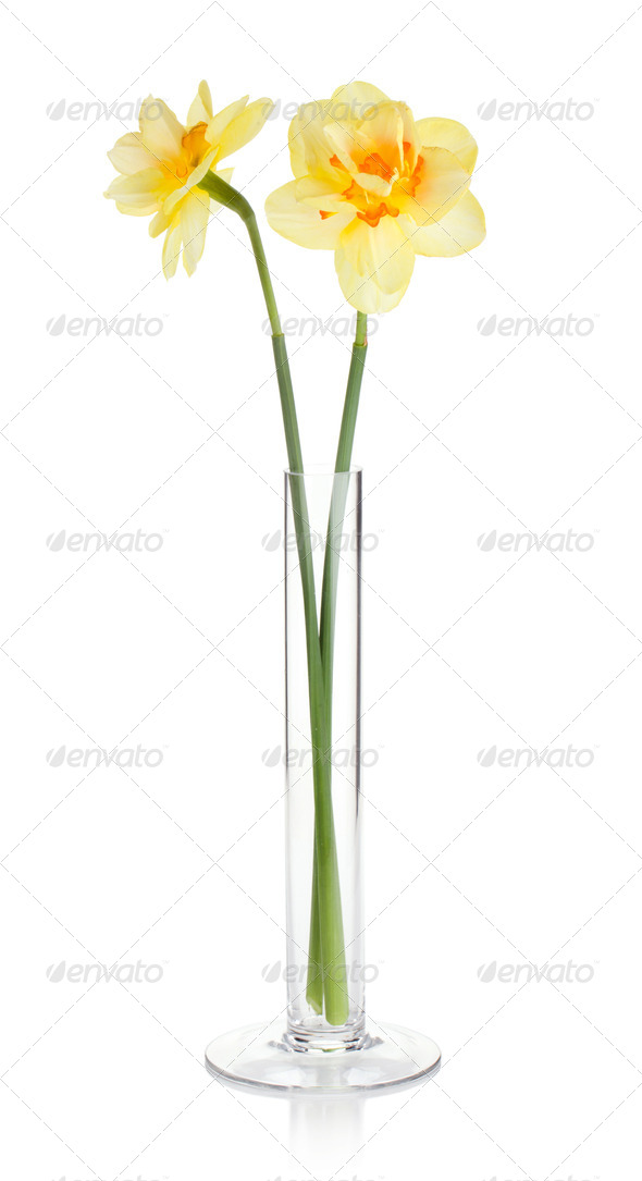 Yellow daffodils in vase - Stock Photo - Images