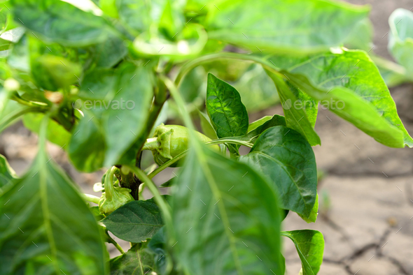 Green bright leaves of pepper bush on a homestead - Stock Photo - Images