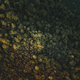 Top view of forest in spring. - PhotoDune Item for Sale