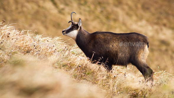 Tatra chamois with a broken antler standing on meadow with dry yellow grass - Stock Photo - Images