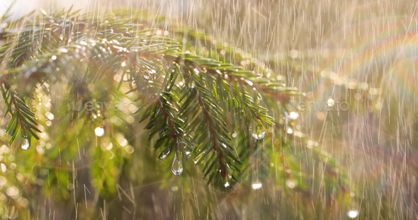 Rain on a sunny day. Close-up of rain on the background of an evergreen spruce branch. - Stock Photo - Images