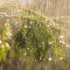 Rain on a sunny day. Close-up of rain on the background of an evergreen spruce branch. - PhotoDune Item for Sale
