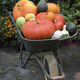 Wheelbarrow with  different pumpkins in autumn close up - PhotoDune Item for Sale
