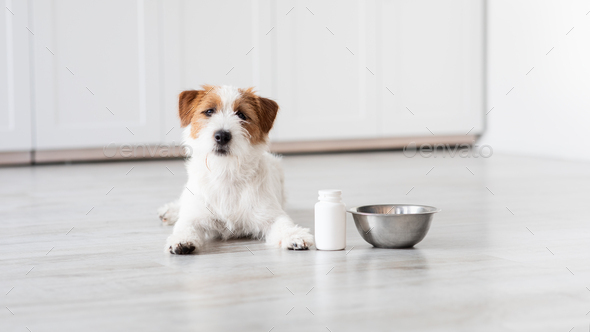 cute small jack russell dog lying on a yoga mat at home. Bottle of