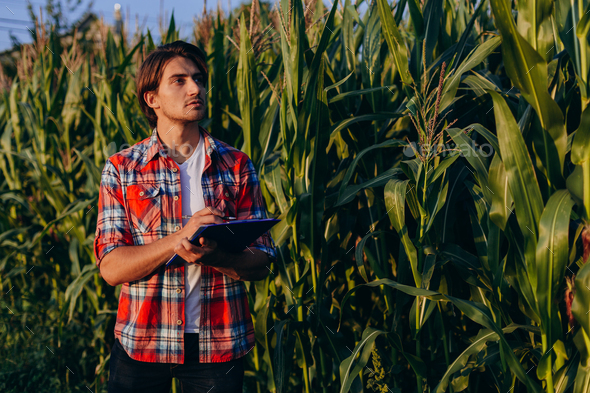 Young agronomist standing in a corn field and attentively looking and taking control of the yield