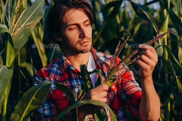 Young agronomist in a cornfield attentively taking control of the yield and touches a plant
