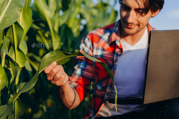 Agronomist in a field taking control of the yield and regard a plant with laptop