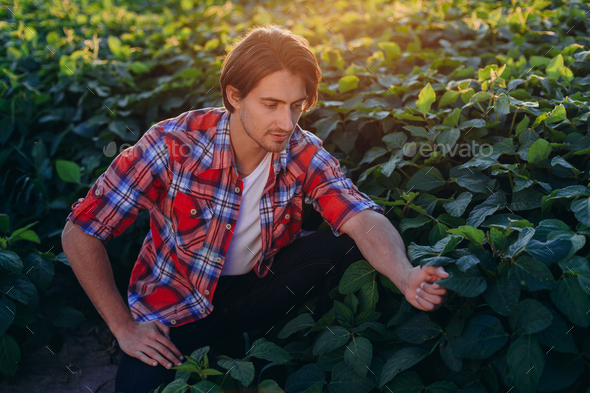 Agronomist in a field taking control of the yield and touches plants in sunset.- Front view