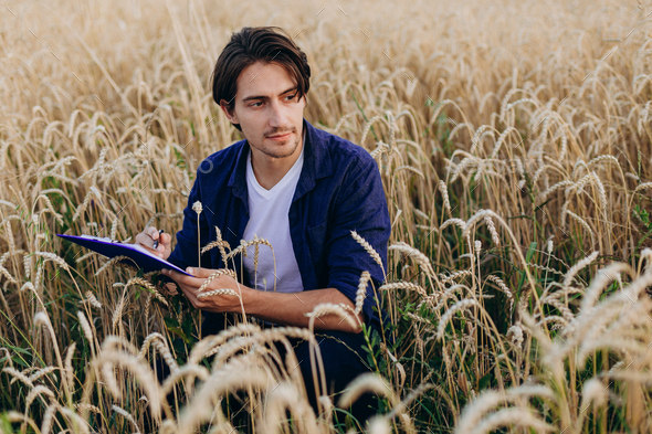 Agronomist sitting in a wheat field and taking control of the yield .- Image