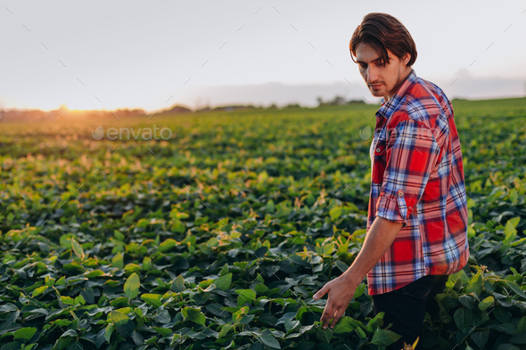 Agronomist in a field taking control of the yield touchesa plants.- Image