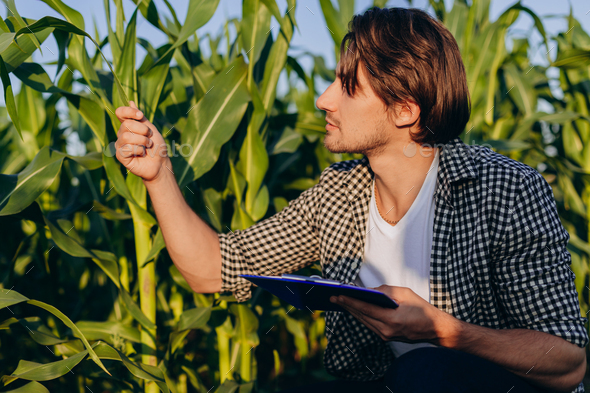 Portrait of agronomist in a field taking control of the yield and regard a plant