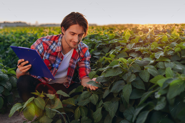 Smiling agronomist in a field taking control of the yield and touches plants in sunset.- Image