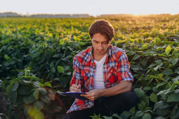 Young agronomist sitting in cornfield taking control of the yield and write a note