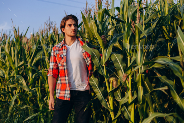 Man agronomist standing in a cornfield and thoughtfully taking control of the yield