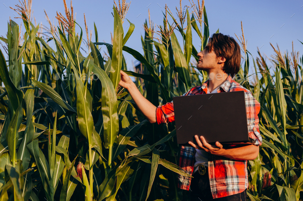Agronomist in a cornfield taking control of the yield and regard a plant with laptop.- Image