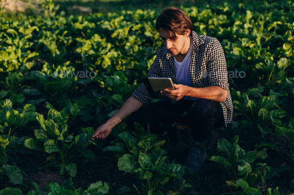 Agronomist in a field taking control of the yield with ipad and regard a plant