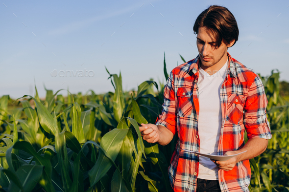 Agronomist taking control of the yield of corn and touching a plant.- Image