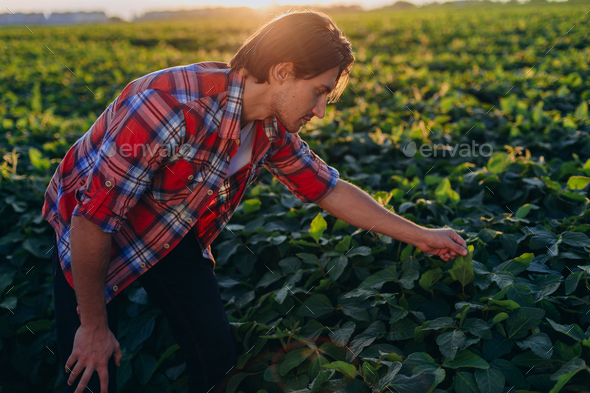 Agronomist in a field taking control of the yield and touches plants in sunset.- Image