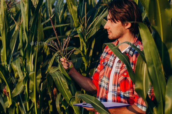 Agronomist in a cornfield taking control of the yield and regard a plant. - Image