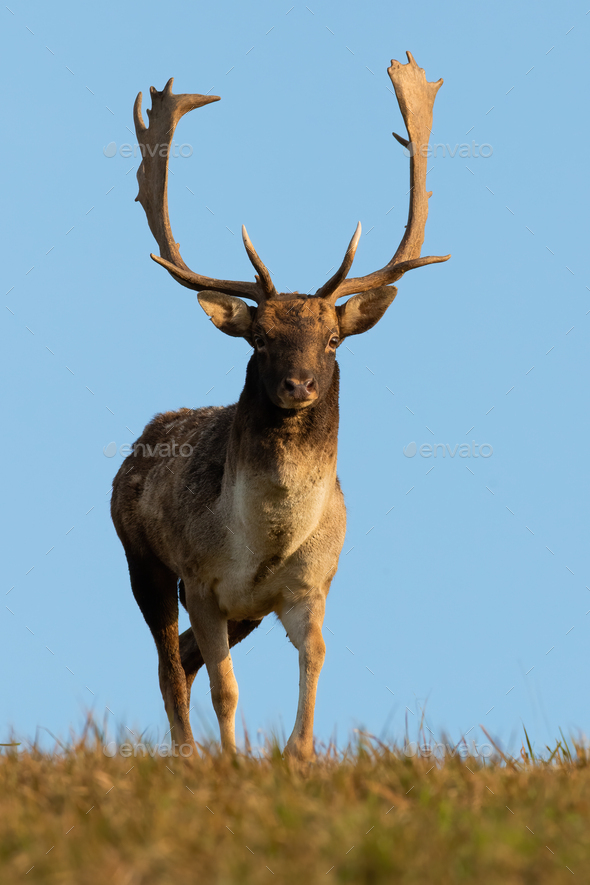 Fallow deer walking on grassland in front vertical shot - Stock Photo - Images