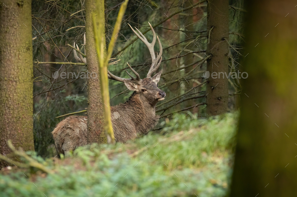 Red deer with big antlers standing in forest in autumn - Stock Photo - Images