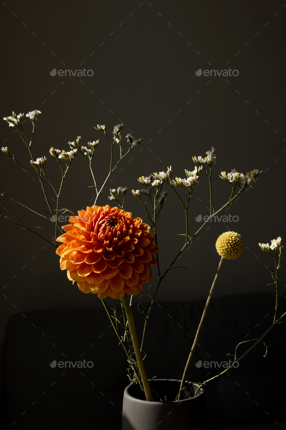 Beautiful orange Dahlia flower , yellow craspedia and white dried