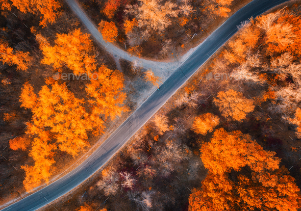 Aerial view of road in beautiful forest at sunset in autumn - Stock Photo - Images
