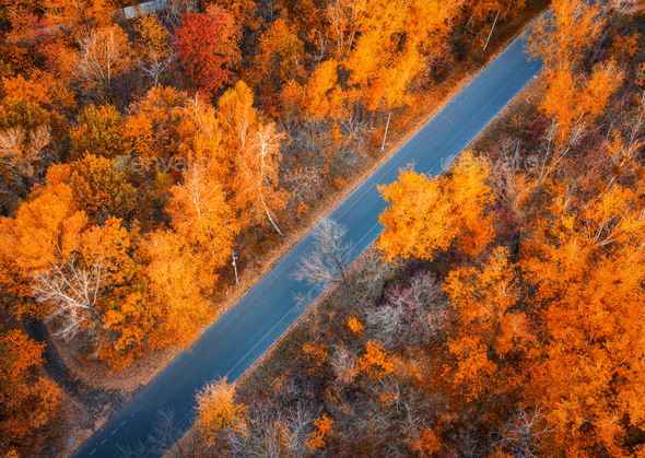 Aerial view of road in beautiful forest at sunset in autumn - Stock Photo - Images