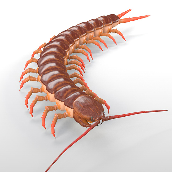 Centipede insect 3d - 3Docean 33961624