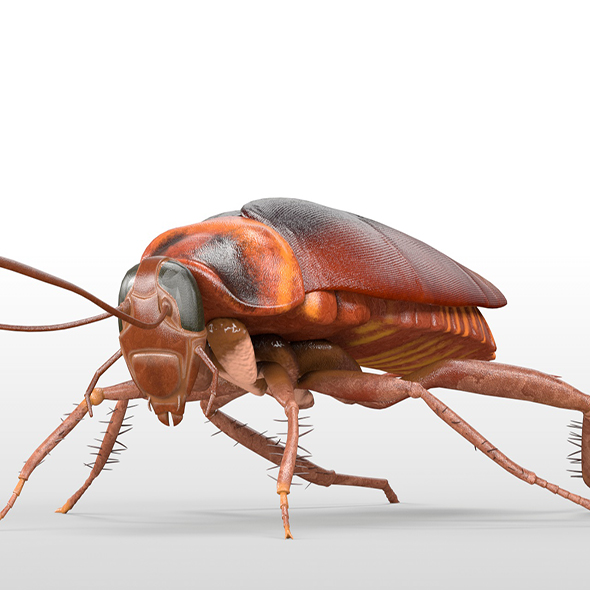 Cockroach insect 3d - 3Docean 33961634