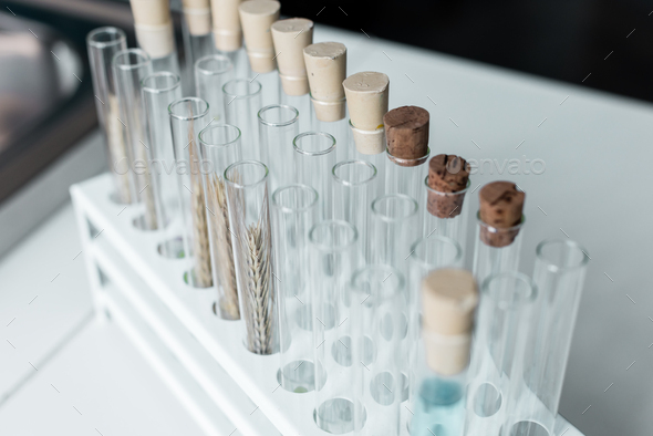 Close-up view of test tubes with chemical samples and wheat ears on table in laboratory