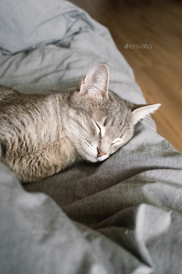 grey cat blanket