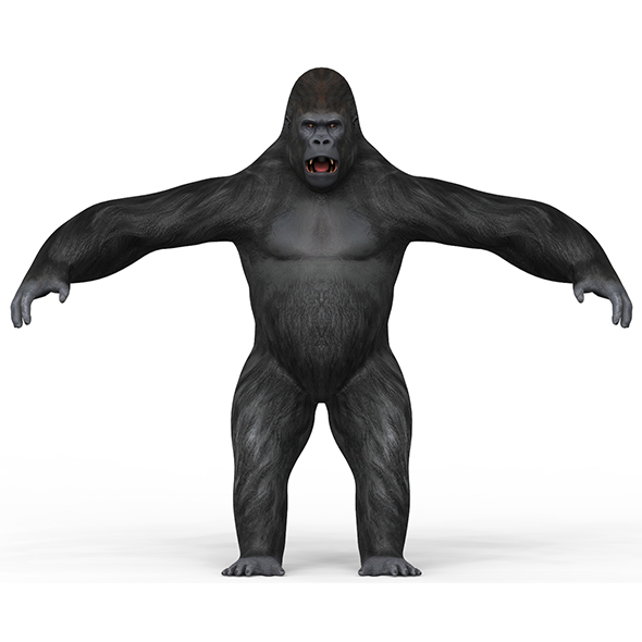 Gorilla With PBR - 3Docean 33966061