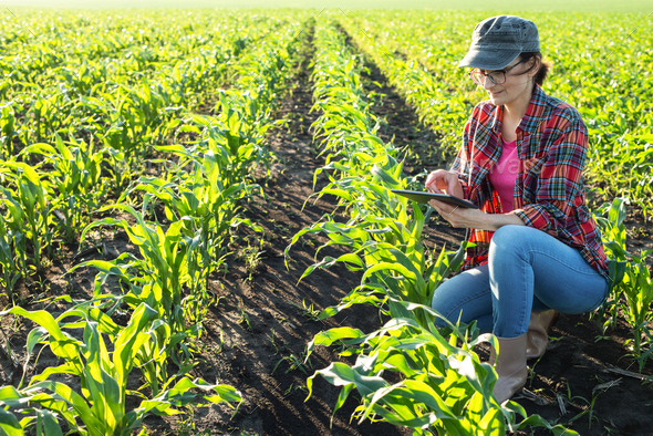 Middle age female caucasian maize farmer with tablet computer kneeled for inspection stalks at field