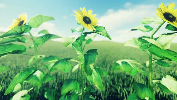 Sunflowers On A Green Field