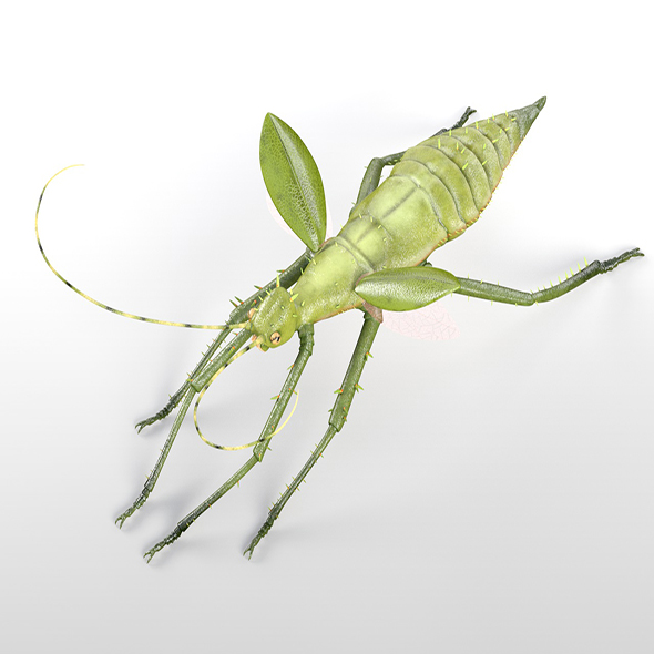 JungleNymph insect 3d - 3Docean 33968458