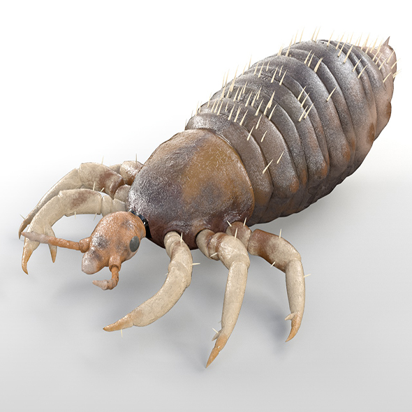 Louse insects 3d - 3Docean 33968588