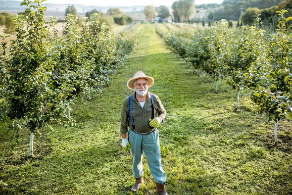 Senior man in the apple orchard