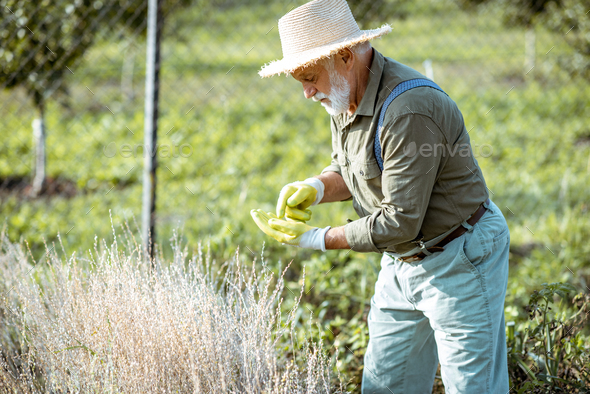 Senior man collecting watercress seeds on the garden
