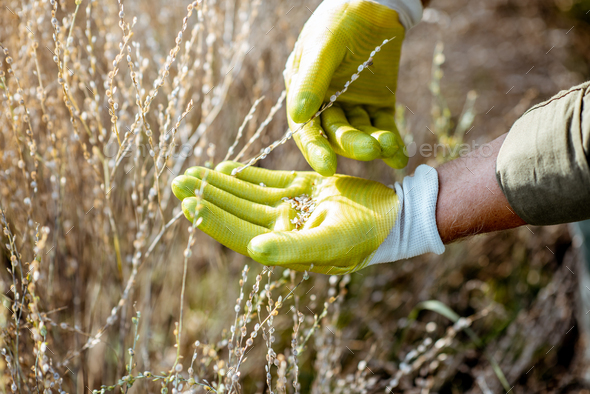 Man collecting watercress seeds