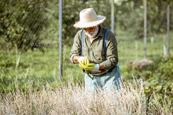 Senior man collecting watercress seeds on the garden