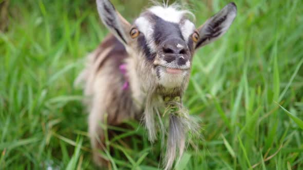 Domestic Goats Wearing Collars Eating Grass in Countryside. alt