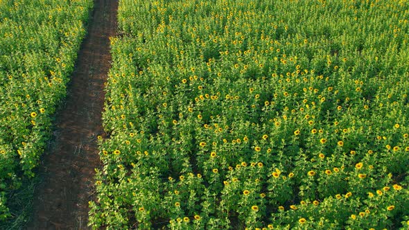 4K Flying over a field with sunflowers. A field with sunflowers. View from a drone alt