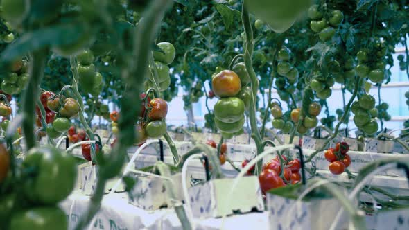 Green and Red Tomatoes Growing in the Hothouse alt