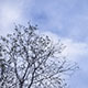 Autumn Faded Tree And Clouds In Blue Sky Timelapse - VideoHive Item for Sale
