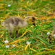 Canada goose goslings - PhotoDune Item for Sale