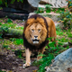 Lion in jungle forest in nature - PhotoDune Item for Sale