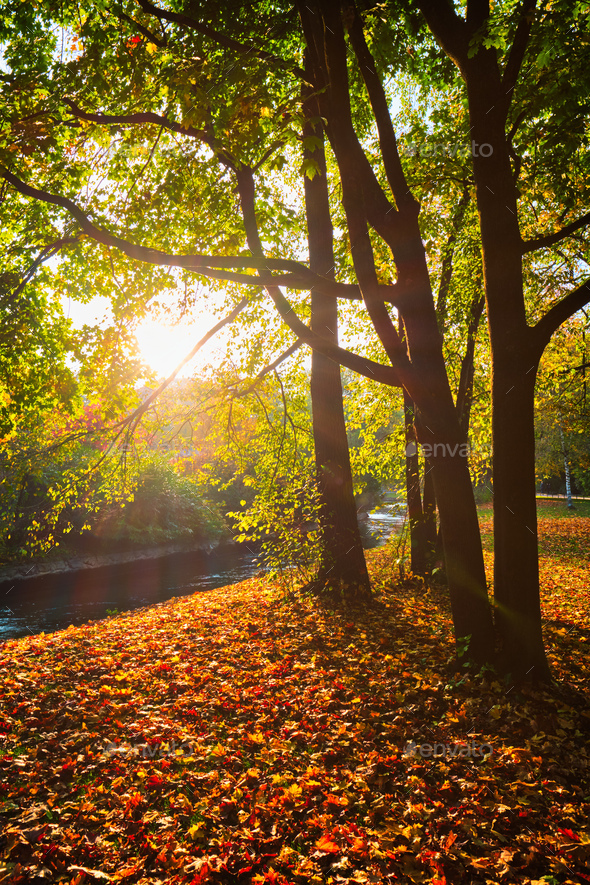 Golden autumn fall October in famous Munich relax place - Englishgarten. Munchen, Bavaria, Germany - Stock Photo - Images